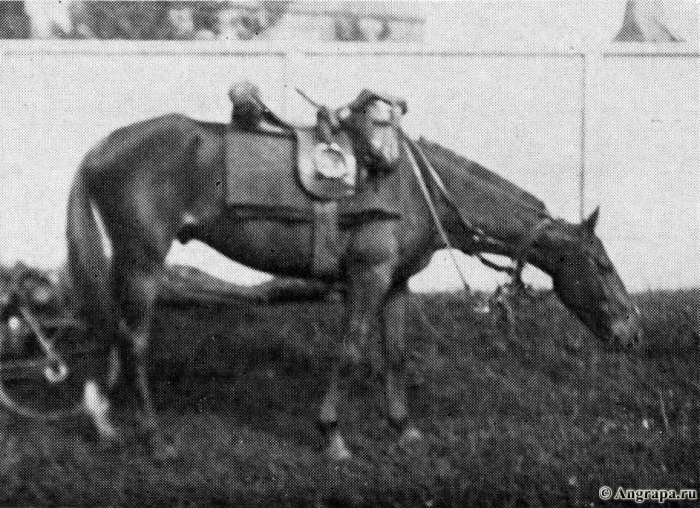 Pferd der «Reitenden», Insterburg