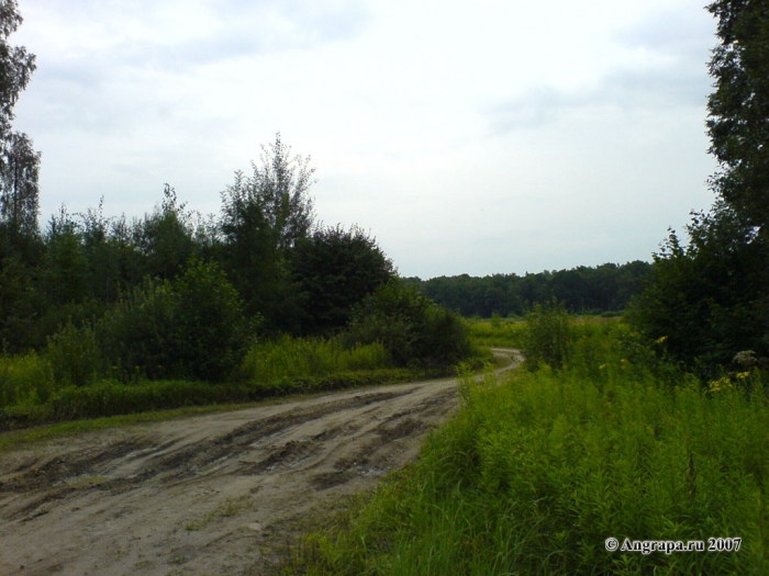 Дорога в лесу, окрестности Черняховска