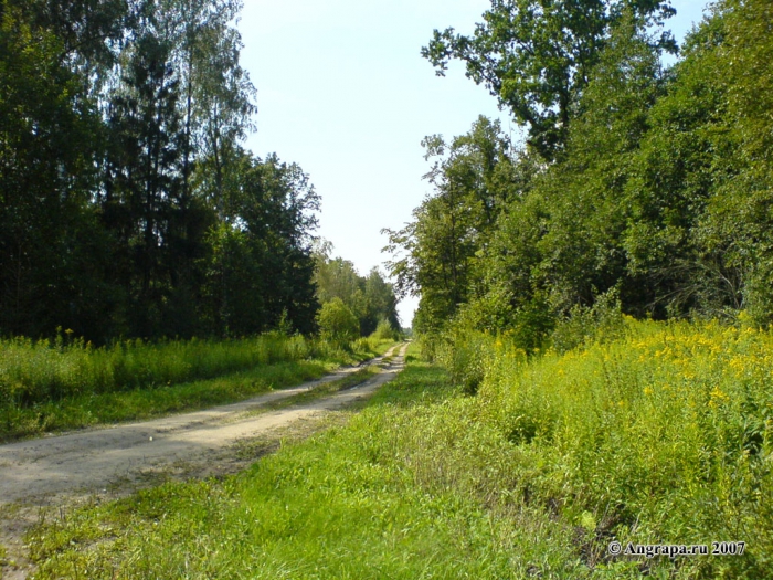 Дорога в лесу, окрестности Черняховска