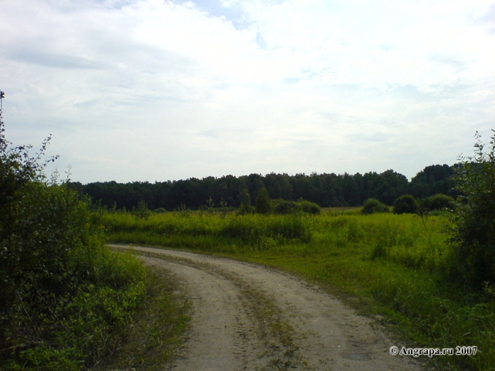 Дорога в лесу, окрестности Черняховска