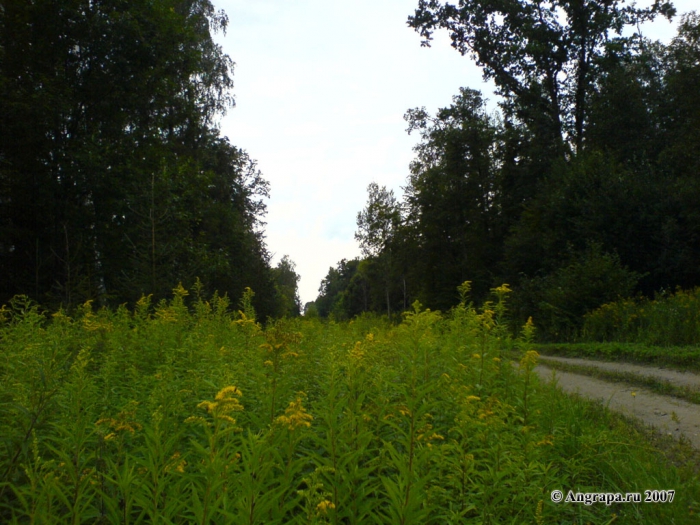Дорога в лесу, окрестности Черняховска