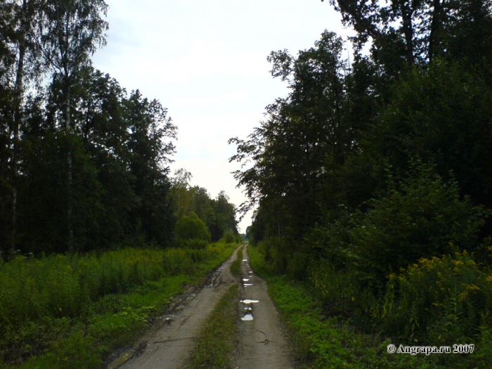 Дорога в лесу, окрестности Черняховска