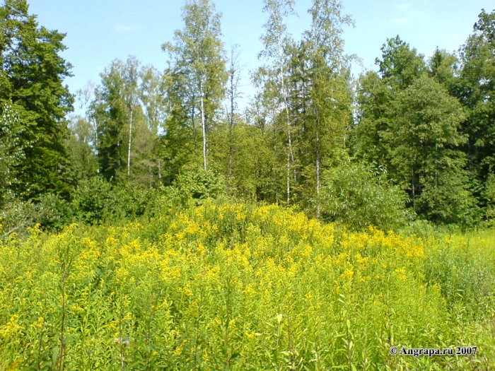 Лес, окрестности Черняховска