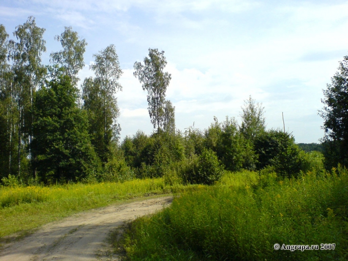 Дорога в лесу, окрестности Черняховска