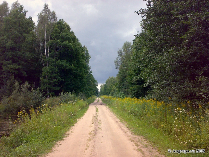 Дорога в лесу, окрестности Черняховска