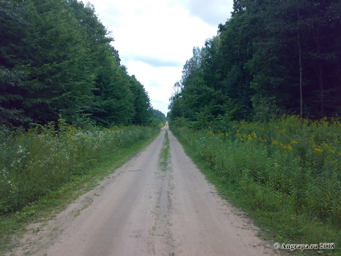 Дорога в лесу, окрестности Черняховска