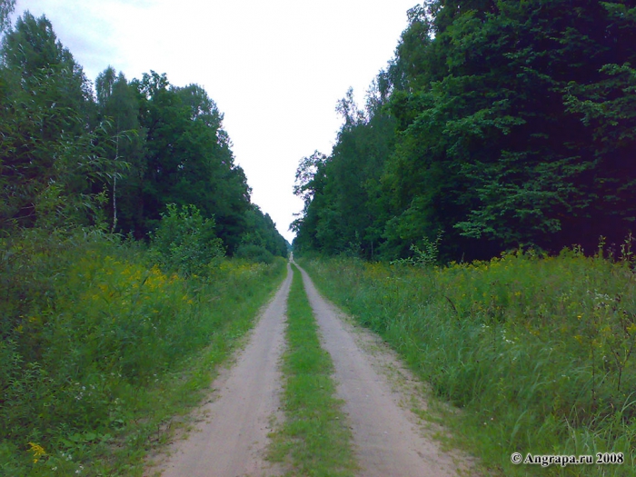 Дорога в лесу, окрестности Черняховска