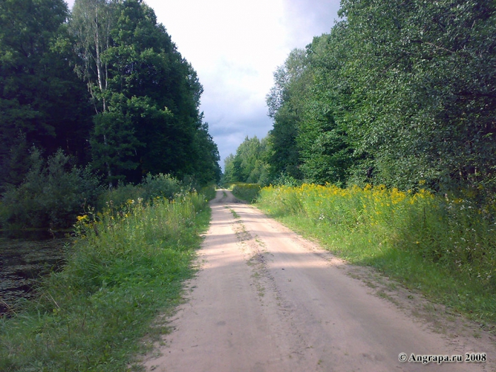 Дорога в лесу, окрестности Черняховска