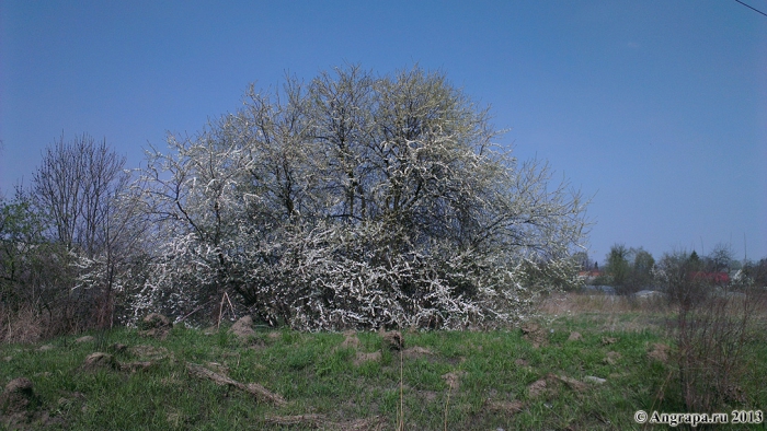 Черняховск, Весна 2013