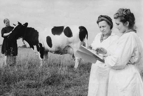 Колхоз им.Сталина. Бригадир животноводов Е. Масько и А. Литвинова (справа) в поле. 1950 год.