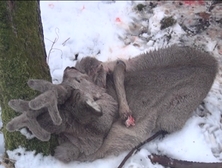 Калининградские охотники пользуются беззащитностью животных в глубоком снегу