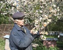 Прошедшие майские заморозки заставили садоводов востока области волноваться за будущий урожай